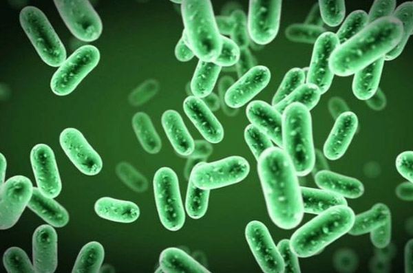 Cốm vi sinh Bebugold chứa thành phần chính là lợi khuẩn Bacillus subtilis